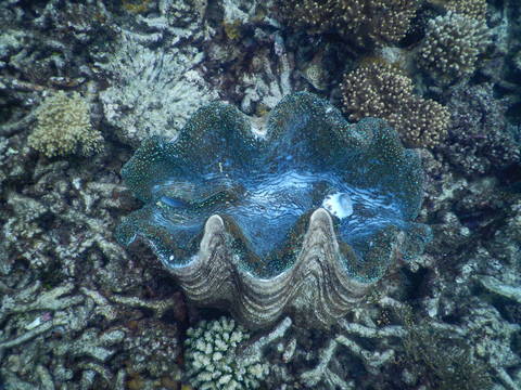 Image Title: A stunning GIant Clam. [Photo: Open Door Travelers]