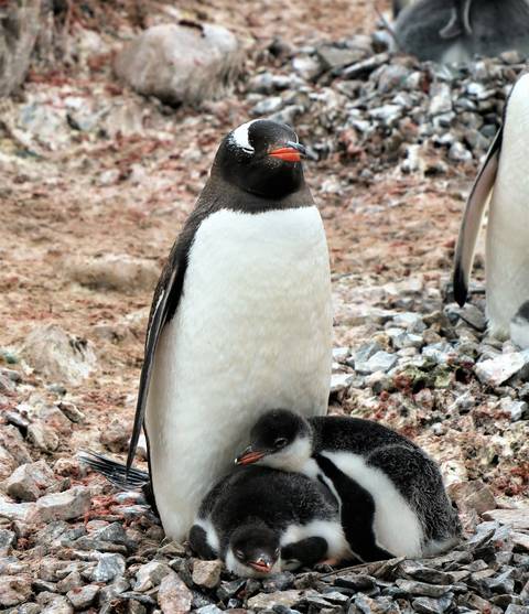 Image Title: Gentoo Penguin Chicks on Port Lockroy. [Photo: Open Door Travelers] 