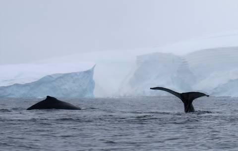 Image Title: Humpback Whales in Wilhelmina Bay. [Photo: Open Door Travelers]