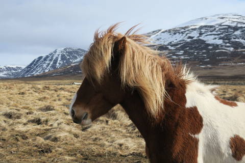 Image Title: Icelandic Horse rocking the '80's Big Hair like it never went out of style. [Photo: Open Door Travelers]