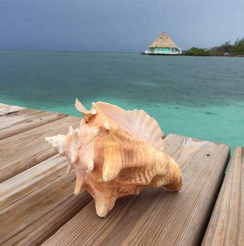 Image Title: A lone Conch shell on the dock at Coco Plum Resort in Belize. [Photo: Open Door Travelers]