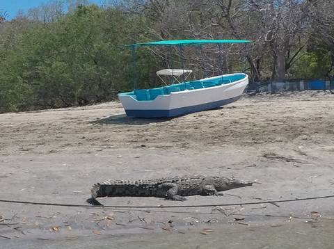 Image Title: El Crocodrilo de Estuary! [Photo: Open Door Travelers]