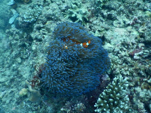 Image Title: We found Nemo! [Photo: Open Door Travelers]