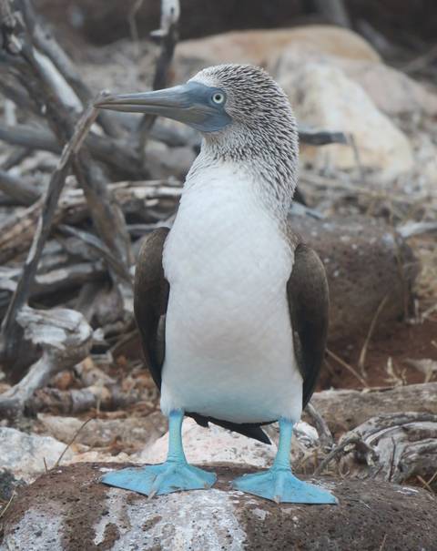 Image Title: A handsome Blue Footed Booby. [Photo: Open Door Travelers]