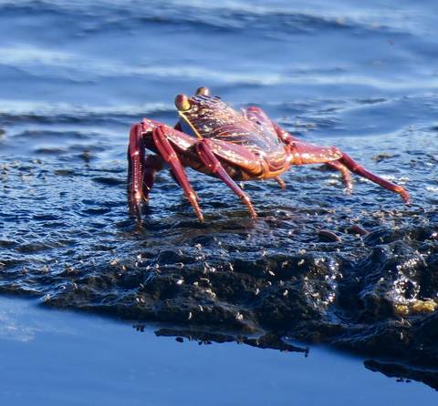 Image Title: A Galapagos Red Rock Crab. [Photo: Open Door Travelers]