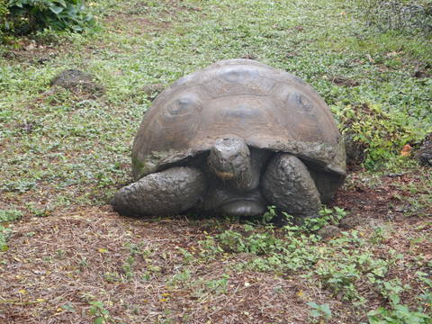 Image Title: A Giant Galapagos Tortoise on Isla Isabela. [Photo: Open Door Travelers]