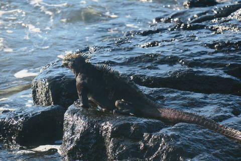 Image Title: A marine Iguana contemplating a dip in the sea. [Photo: Open Door Travelers]